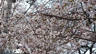 市川のお花見スポット