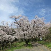 大蔵経寺山登山と観桃花