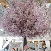 桜の展示