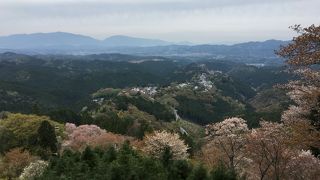 桜の時期はひとだかり