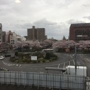 今年もホームからの桜がきれいでした