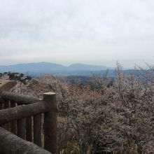 展望台からの眺め