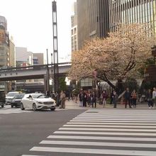 公園横の交差点と桜の樹