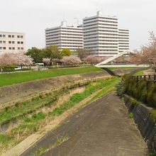 鳥山川沿いの桜並木