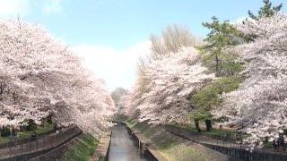 お花見の穴場でした