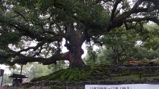 たくましさと、生命力を感じる。