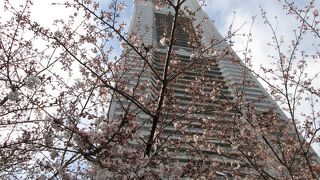 春のランドマークタワー