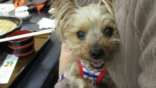 犬を連れて2階の室内で水沢うどんの食べられる有り難いレストラン、水沢観音、伊香保温泉の近くです。