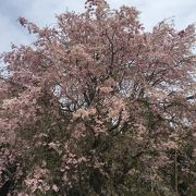 時期を過ぎていたが　しだれ桜が綺麗で　混雑がない！