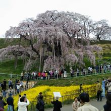 樹齢1000年の迫力