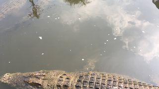 ワニだらけ地獄