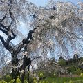 寄しだれ桜まつり