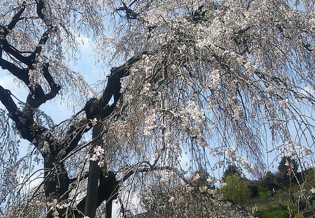 寄しだれ桜まつり