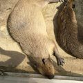 淡水魚を集めた水族館です