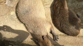 淡水魚を集めた水族館です