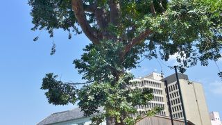 4～5月頃に花が咲くらしい