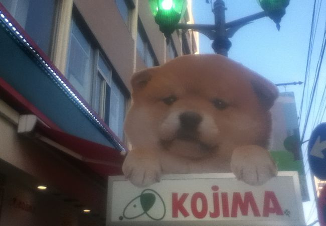 ペットショップ コジマ 六本木店 クチコミ アクセス 営業時間 六本木 フォートラベル ペットショップ コジマ 六本木店 クチコミ アクセス 営業時間 六本木 フォートラベル