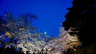 夜桜見物に行きました