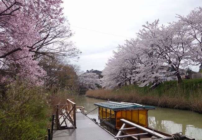 桜の季節に行きました