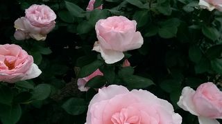 いろんな薔薇色が無料で【よしうみバラ公園】