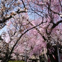 五分咲きも見事な桜
