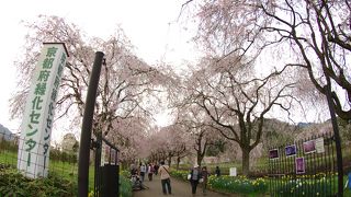 京都府緑化センターのしだれ桜