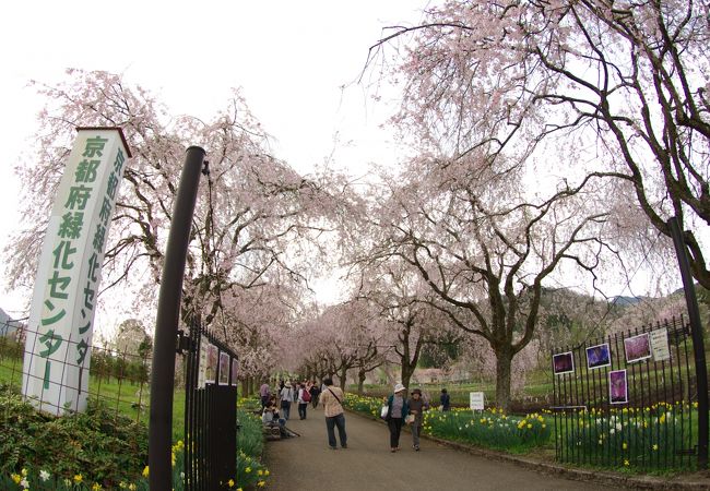 京都府緑化センターのしだれ桜