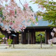 吉野神宮にも桜の季節がきました