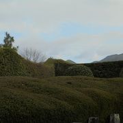 庭園の刈り込みについて（平山亮一氏庭園）