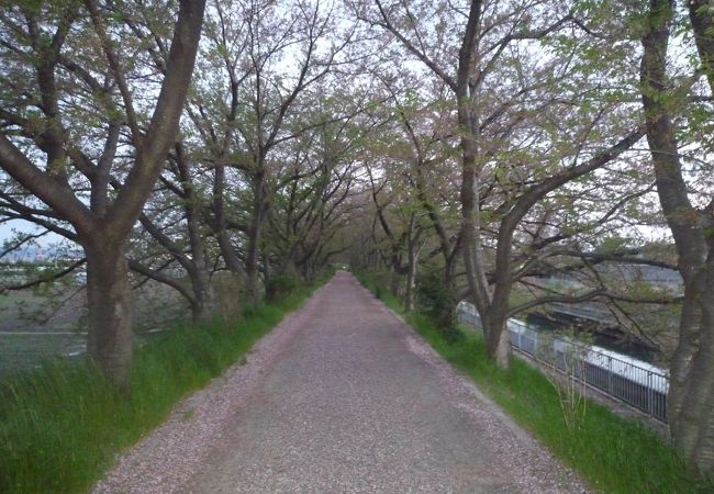 ４月に訪問したので桜が綺麗でした