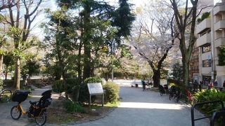 ソメイヨシノもきれいです