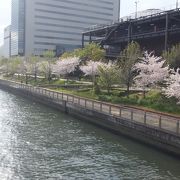 木津川沿いの桜が綺麗でした。