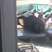 店内から見た猪の解体です。