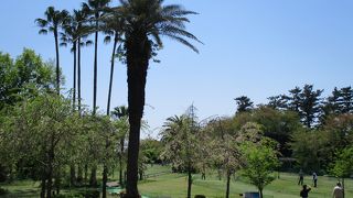 初めてのパークゴルフ、ホールインワンを出しました