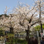 行った４月半ばは、ちょうど桜が見頃でした