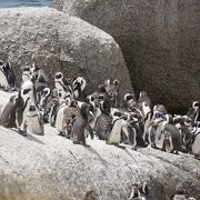 間近で見られる野生ペンギン