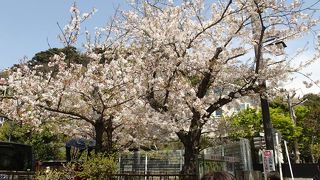 行った４月半ばは、ちょうど桜が見頃でした