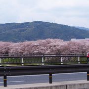 さくらであい館が出来て楽しみ方が一変