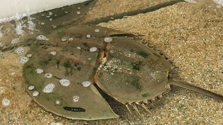 子供用の施設です