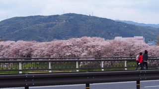 さくらであい館が出来て楽しみ方が一変