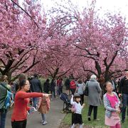 桜の時期は美しい