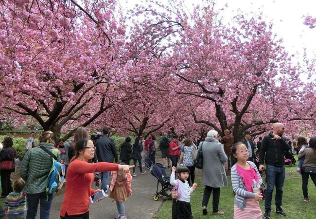桜の時期は美しい