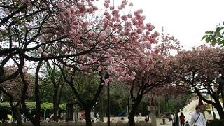 染井吉野は終わりましたが、今は八重が美しいです