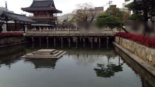 亀がいっぱいいるらしい