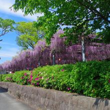 真木の大藤(17年4月24日)