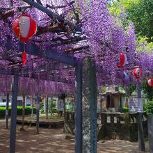 真木の大藤(17年4月24日)