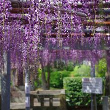 真木の大藤(17年4月24日)