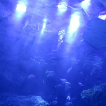 大きな水槽です。上からも下からも見れます。