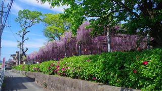 真木の大藤2017年(真木町天満宮)