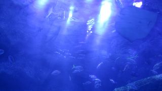 すみだ水族館